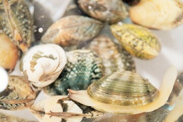 海水の入ったボウルで水管と足を伸ばして進むあさり貝、砂抜き中