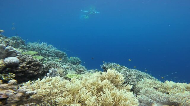 A freediver dives into a vibrant coral reef. Sinularia corals dominate the foreground, while colorful fish dart around, highlighting the rich biodiversity and serene beauty of the ocean depths.