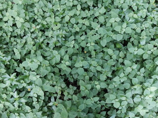 close up of green leaves