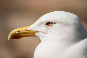 Yellow Seagull (Harbor animals from Marina, Barcelona, Spain)