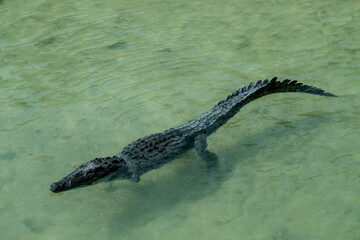 Crocodile acutus (Sian Kaan natural reserve, Quintana Roo, Mexico)