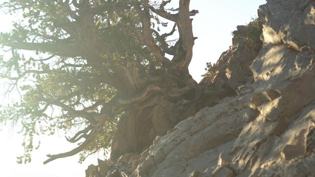 Low-Angle Shot of Ancient Bristlecone Pine Trees