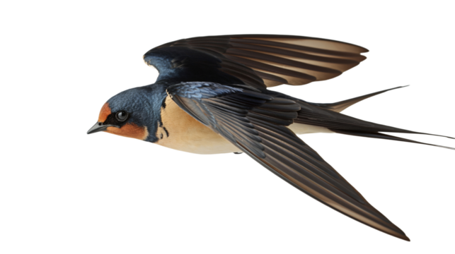 Hirundo swallow bird on the white background