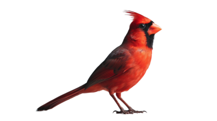 northen cardinal bird on white background