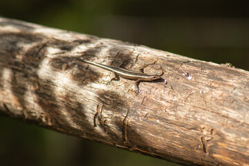 Cryptoblepharus pannosus, also known commonly as the ragged snake-eyed skink, is a species of lizard in the family Scincidae. The species is endemic to Australia.