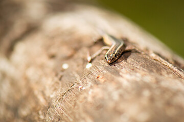 Cryptoblepharus pannosus, also known commonly as the ragged snake-eyed skink, is a species of lizard in the family Scincidae. The species is endemic to Australia.