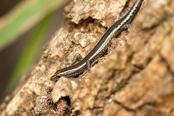 Cryptoblepharus pannosus, also known commonly as the ragged snake-eyed skink, is a species of lizard in the family Scincidae. The species is endemic to Australia.