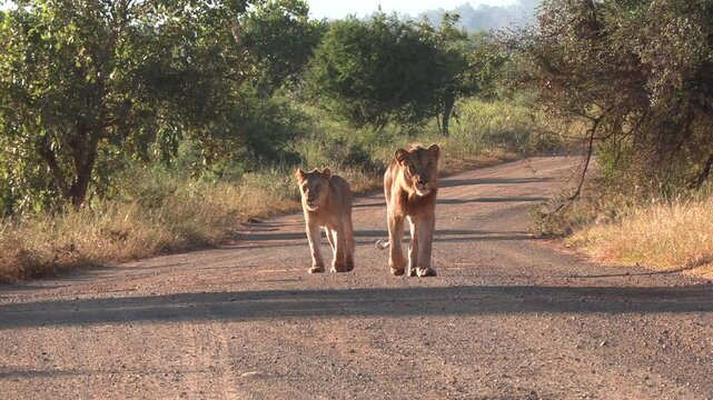 Young lions moving towards the camera in the kruger national park, south africa.