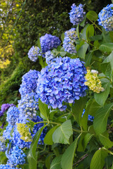 都心散歩　アジサイの頃