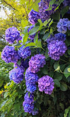 都心散歩　アジサイの頃