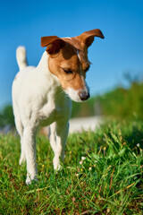 Jack Russell Terrier stands on green lawn and its gaze focused intently ahead. Outdoors portrait of dog against backdrop of clear sky