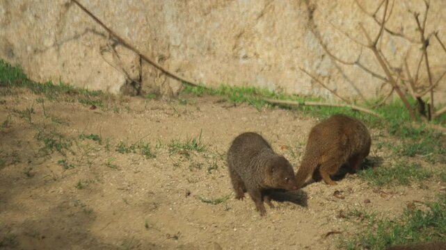 Two dwarf mongooses Helogale parvula searching for insects to eat in San Diego Zoo, California, United States