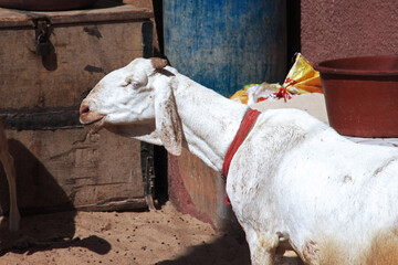 Goat in the vintage street of Saint-Louis, Senegal, West Africa