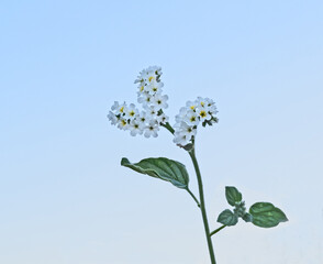 Close up of European heliotrope
