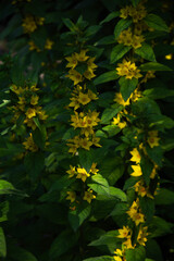 Little yellow flowers on green background