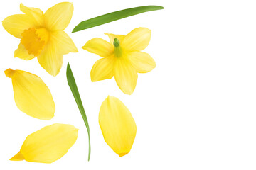 Daffodil flower or narcissus isolated on white background with full depth of field. Top view with copy space for your text. Flat lay