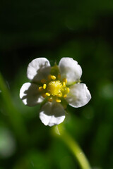 White strawberry flower on green background