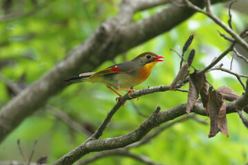 Pekin Robin on alert