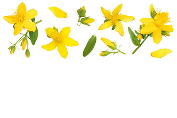 saint john's wort or Hypericum flowers isolated on white background. Top view with copy space for...
