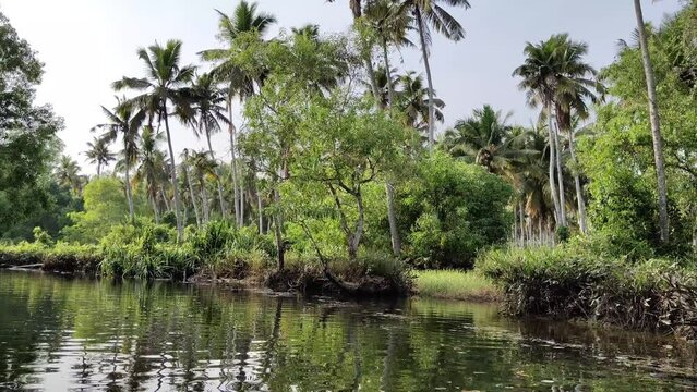A beautiful and green boat ride on the back water - lake at poovar in kerala. the ride is surounded by mangrove forest and coconut trees. Background for travel and relaxation 