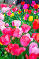 カラフルなチューリップ