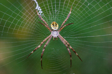 Macro photo of cross spider (Araneus diadematus) in cobweb, bokeh background 