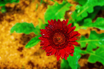 Gerbera in the flower field. It is a flower that comes in a variety of colors.