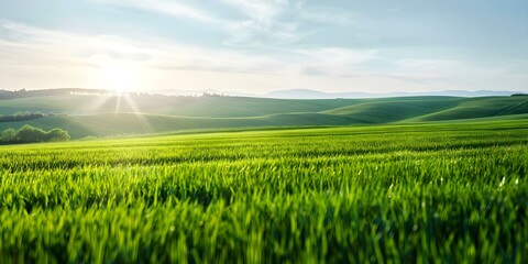 Fototapeta premium The Tranquil Countryside A Symbol of Nature's Fertile Splendor and Growth. Concept Nature's Beauty, Serene Landscapes, Unspoiled Wilderness, Rural Life, Bountiful Harvest