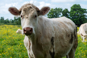 portrait of cow in the normandy countryside