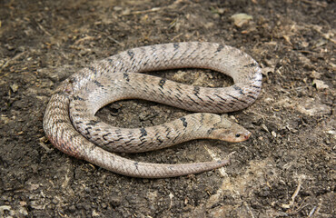 ptyas korros snake  laying on the ground in the garden . close up view of a Indo Chinese rat snake .