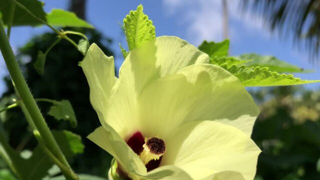 okra flower is very beautiful. here is a close up of the okra flower.