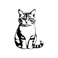 Fototapeta premium cat set down looks nice