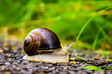 snail on a leaf