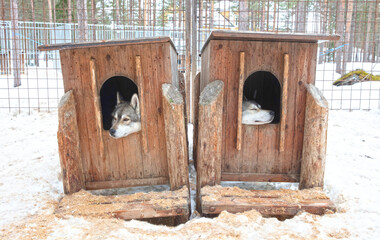 Husky dog in a wooden kennel in the snow, Lapland, Finland