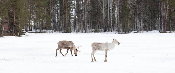 Reindeer crossing a frozen lake, farming in Finland