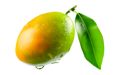 Ripe mango with green leaves and water drops isolated on white transparent background, colorful, organic, exotic, and delicious.