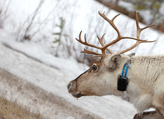 Closeup of a reindeer wearing a GPS-collar in Finland