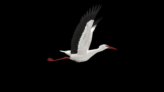 White Stork Bird - Flying Loop - Side View Close Up - Alpha Channel - 4K - Realistic naturalistic Ultra HD 3D animation isolated on transparent background 