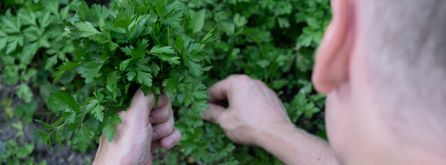 Farmers hands collect parsley in garden open air. Organic home gardening and cultivation of...