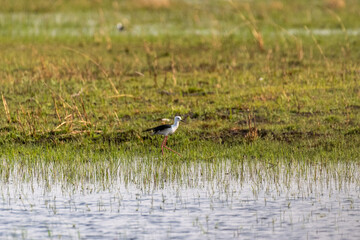 Telephoto shot of Black-winged stilts - Himantopus Himantopus- in the Okavango Delta, Botswana.