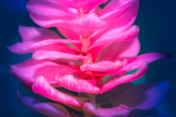 Pink petals of a red ginger plant