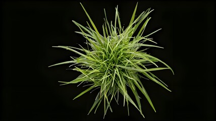 Top view grass ornamental gardening, close up of a plant