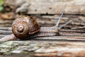 snail on a board concept background