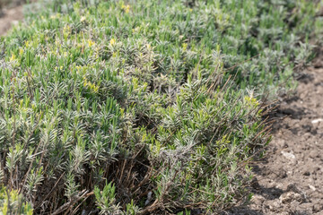 Lavender bushes in the spring before the baby season. The plants are green and growing in the field.