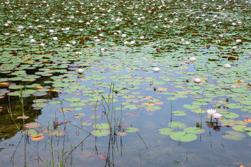 スイレンの花咲く春の池の風景 鳥取県 多鯰ヶ池