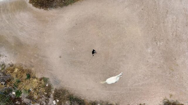 White horse tamed by senior cowboy by driving him in circles.