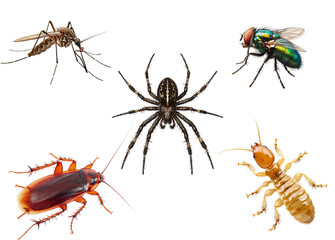 Fototapeta premium Collection of various insects and arachnid including cockroach, spider, termite, housefly, and mosquito isolated on a white background.