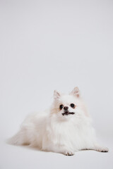 Obraz premium Minimal portrait of cute white Spitz dog looking at camera on white background with copy space