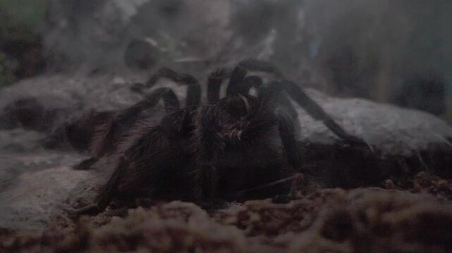 Closeup of Tarantula spider displayed in aquarium display case in Puebla, Mexico. Environmental Conservation.