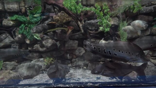 Aquarium fish tank with featherback clown fish, Chitala ornata. Study of marine life. Mexico, Puebla.